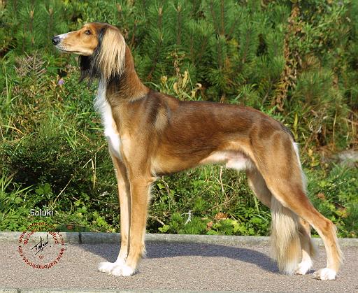 Saluki 9B35D-03.JPG